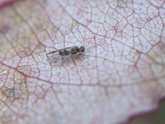 Graphopsocus cruciatus