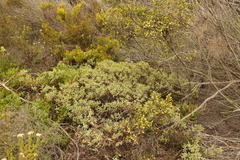 Hermannia lavandulifolia