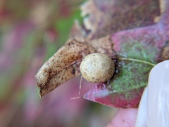Amphibolips quercusostensackenii