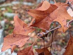 Zapatella quercusphellos