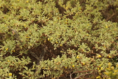 Hermannia lavandulifolia