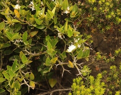 Carissa bispinosa