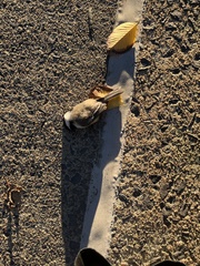 Poecile atricapillus