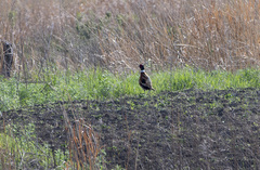 Phasianus colchicus pallasi