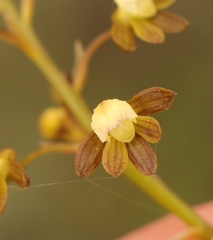 Eulophia cochlearis