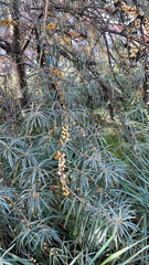Hippophae rhamnoides