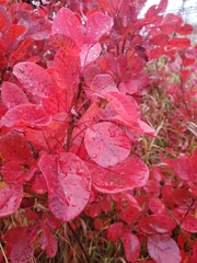Cotinus coggygria