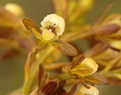 Eulophia cochlearis