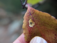 Coptodisca splendoriferella