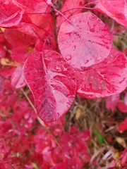 Cotinus coggygria