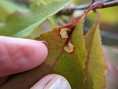 Coptodisca splendoriferella