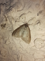 Epirrita dilutata