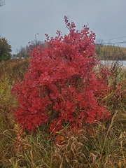 Cotinus coggygria