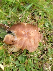 Neohygrocybe