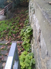 Brunnera macrophylla
