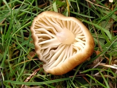 Neohygrocybe