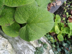 Brunnera macrophylla