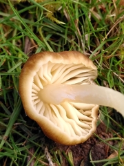 Neohygrocybe