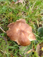 Neohygrocybe