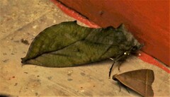 Eudocima sikhimensis