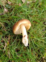Neohygrocybe