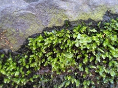 Rhynchostegium riparioides