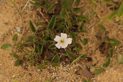 Falkia repens