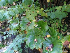 Darmera peltata
