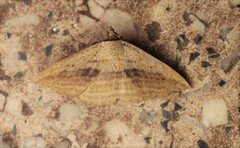 Carsina