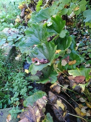 Darmera peltata