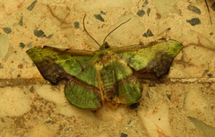 Fascellina plagiata