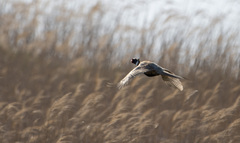 Phasianus colchicus pallasi