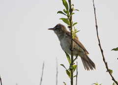 Acrocephalus orientalis
