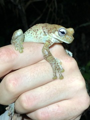 Trachycephalus cunauaru