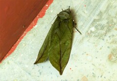 Eudocima sikhimensis