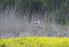 Columba rupestris