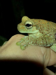 Trachycephalus cunauaru