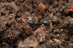 Myrmecina americana