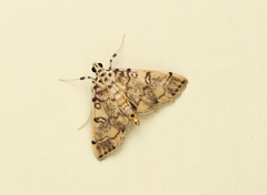 Lamprosema tampiusalis