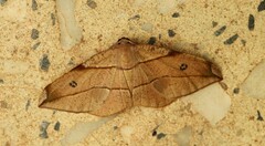 Hypochrosis abstractaria