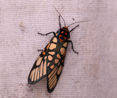 Aglaomorpha plagiata