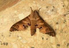 Marumba spectabilis