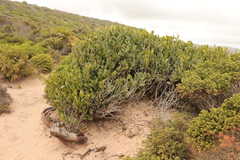 Pterocelastrus tricuspidatus