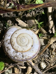 Euhadra sandai communis