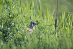 Phasianus colchicus pallasi