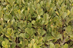 Pterocelastrus tricuspidatus