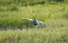 Phasianus colchicus pallasi