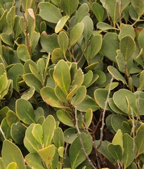 Pterocelastrus tricuspidatus