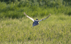 Phasianus colchicus pallasi