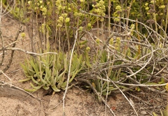 Crassula nudicaulis